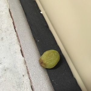 Meet your Posher, Tess